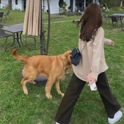 绿衣骑士